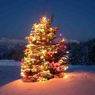 Christmas tree - Nevegal (Italy)