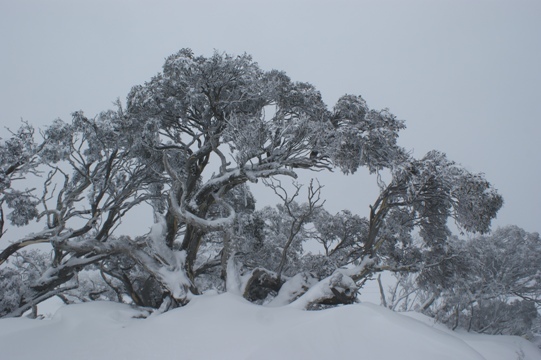 Snow gums at Blue Cow, Perisher