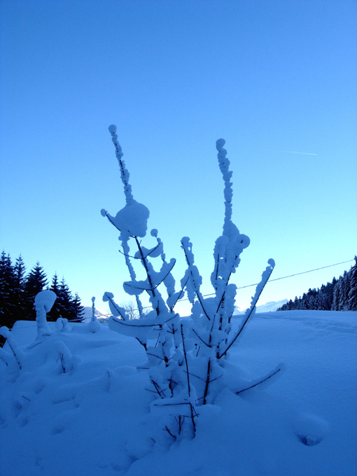 snow blossom