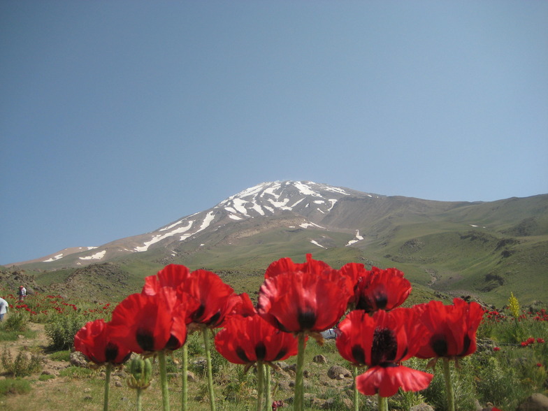 anemone  flower, Mount Damavand