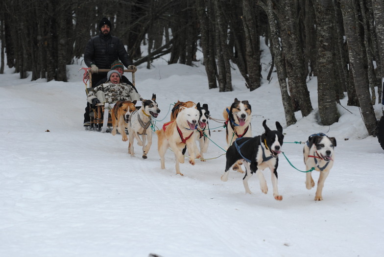 treno de huskies, Cerro Castor