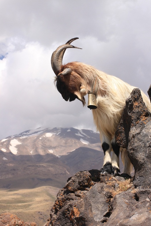 goat in damavand, Mount Damavand