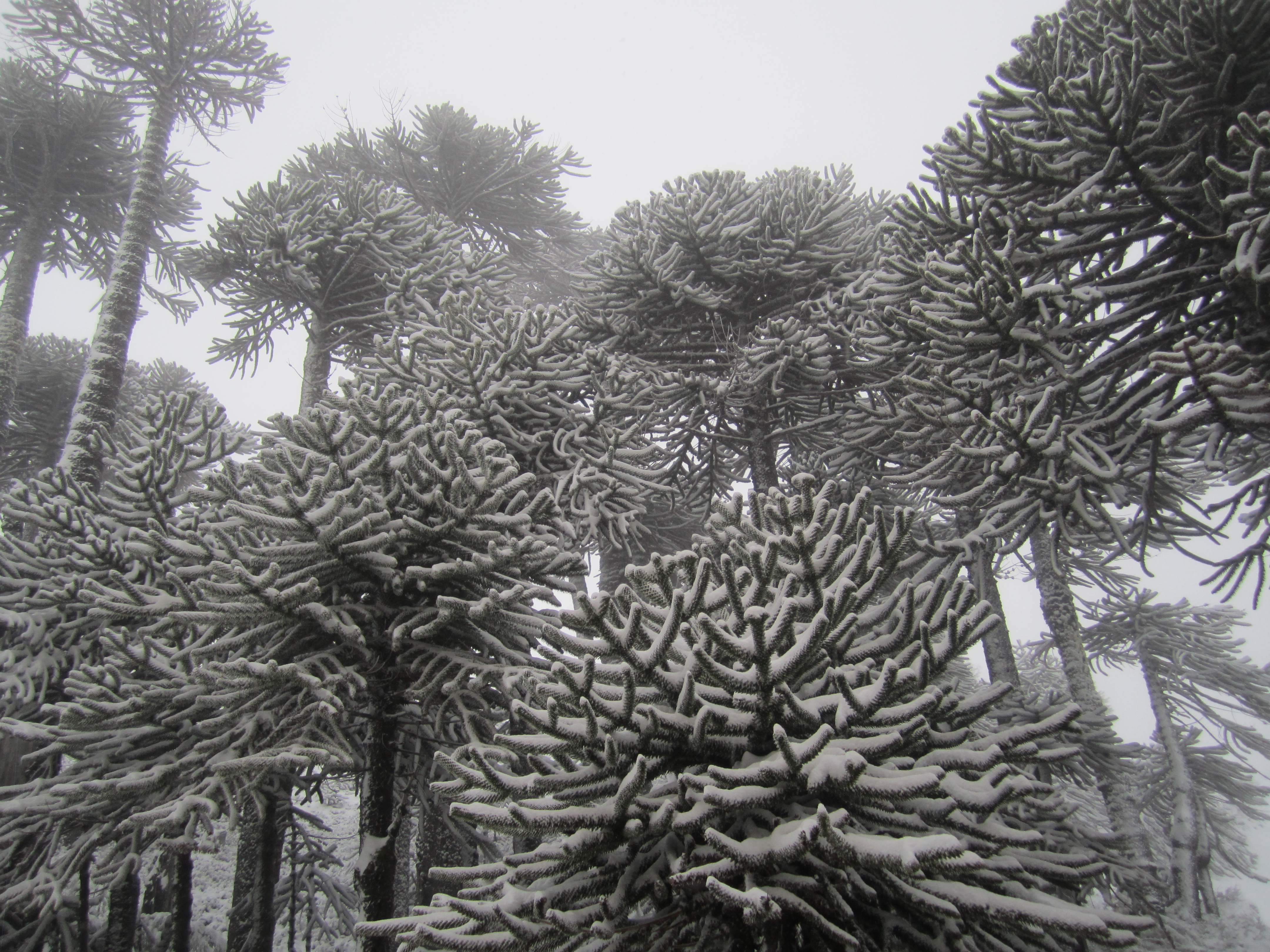 Araucarias- Volcan Llaima-Chile, Las Araucarias