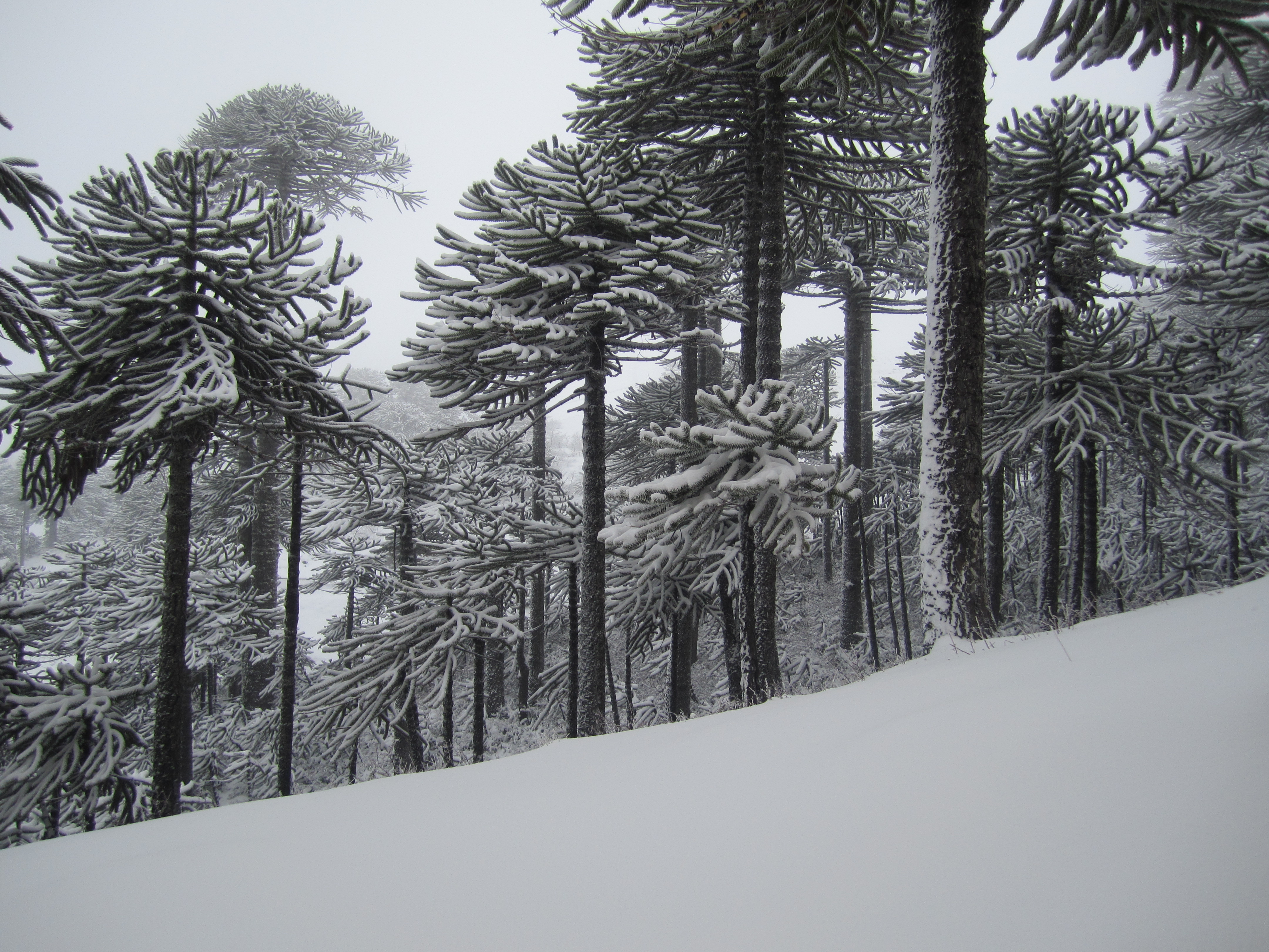 Araucarias and fresh snow, Las Araucarias