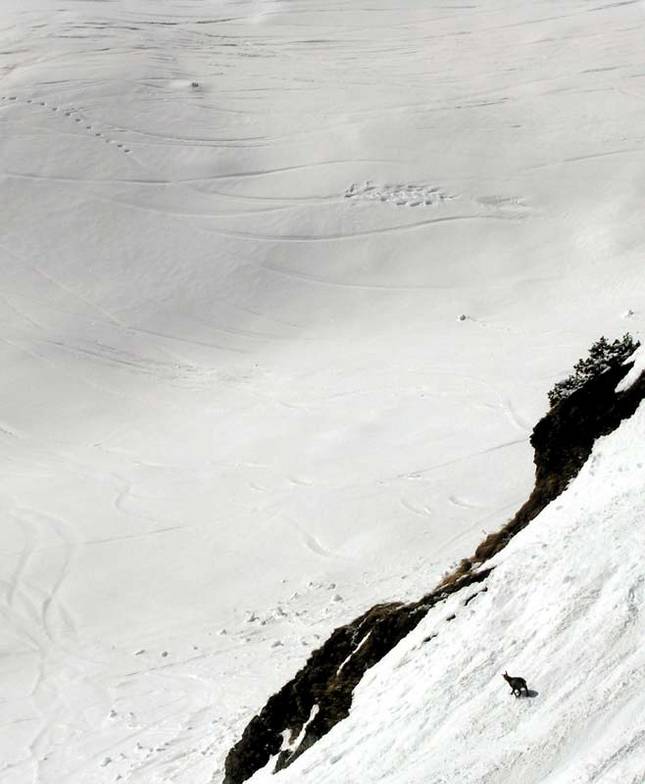 Chamois on the Piste., Obertauern