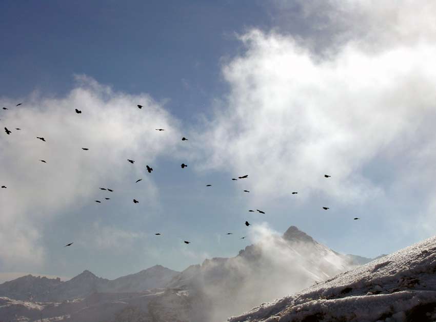 Mountain Crows top of Gamsleiten 2, Obertauern
