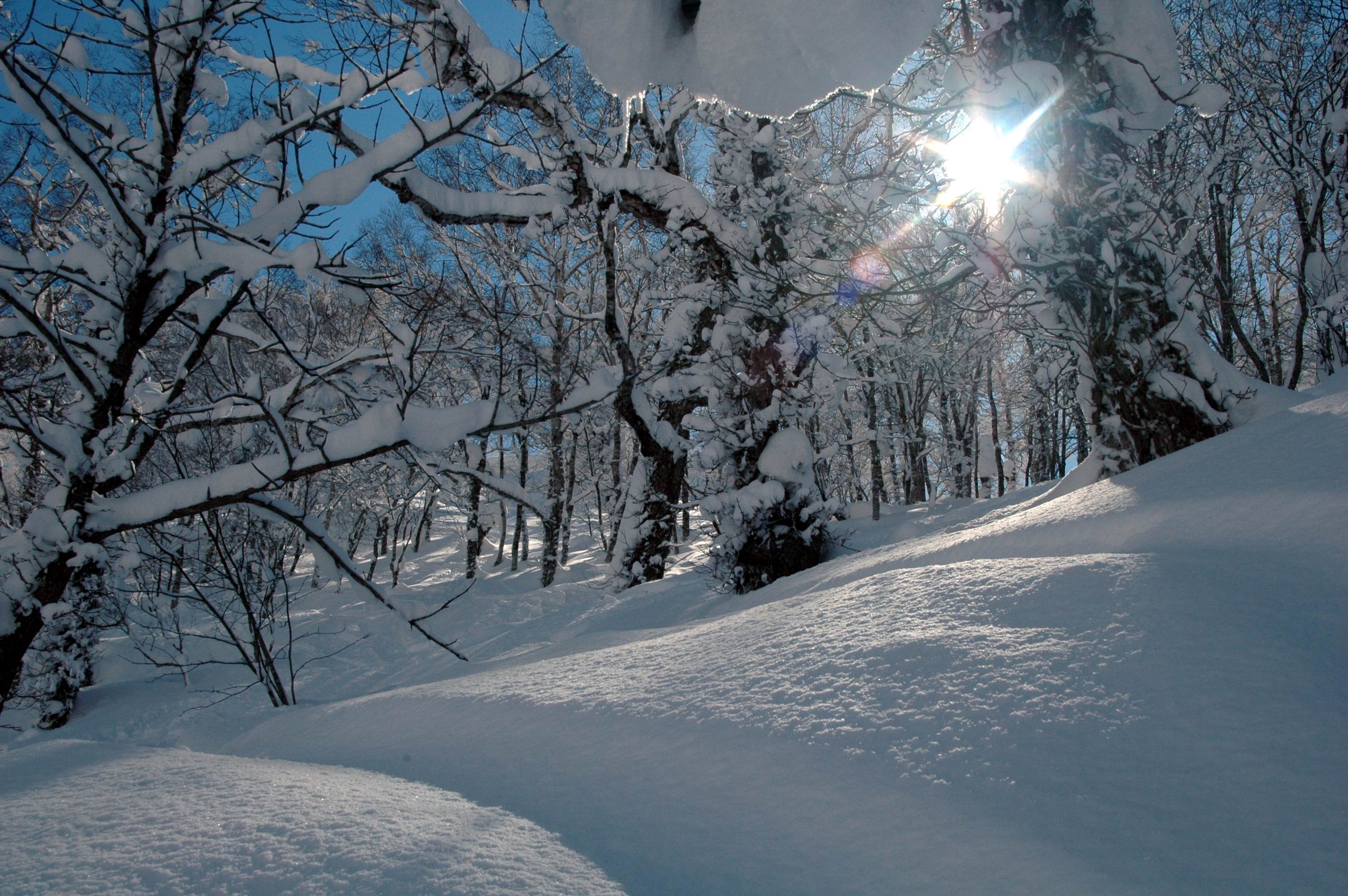 Powder in Rusutsu trees, Hokkaido, Japan, Rusutsu Resort