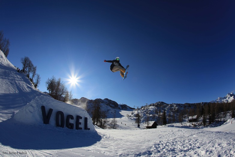 Vogel