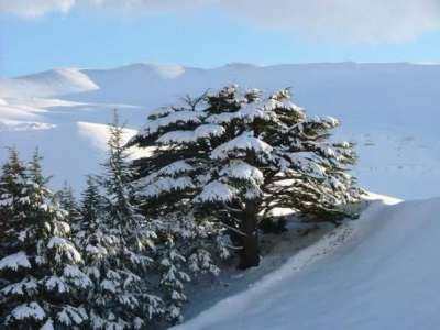 for lebanon, Cedars