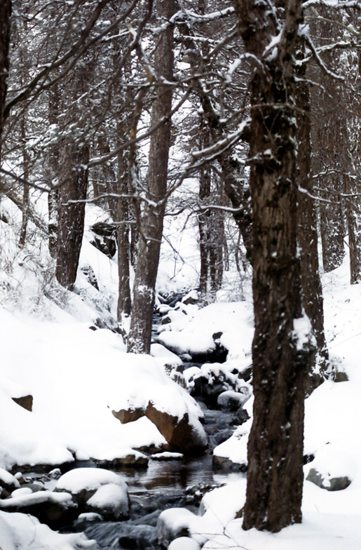 Stream, Mt Olympus