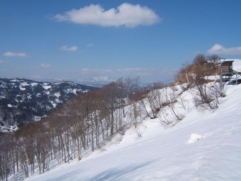 buna tree., Matsunoyama Onsen