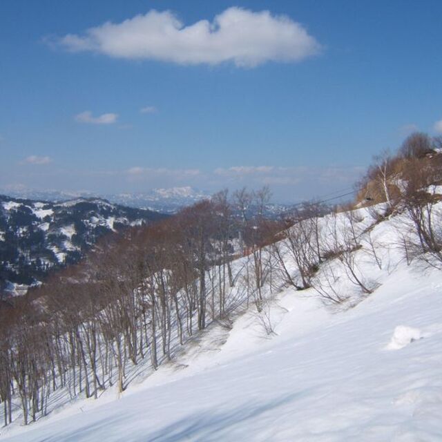 buna tree., Matsunoyama Onsen