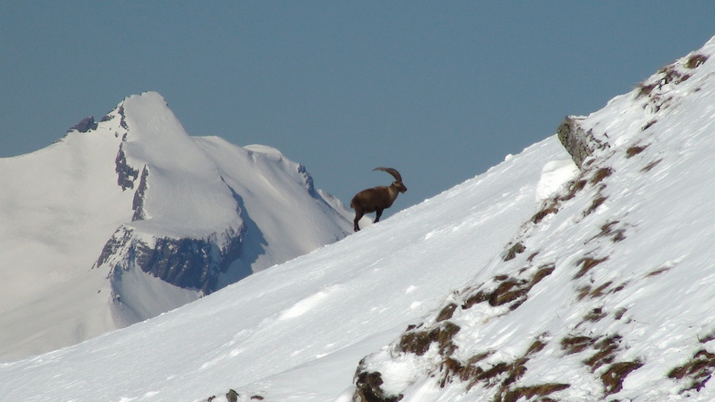 Parpan wildlife, Lenzerheide