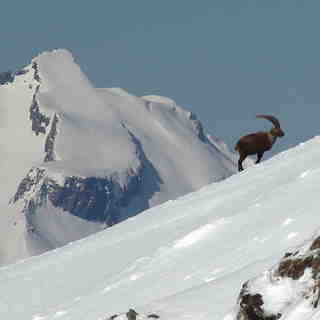 Parpan wildlife, Lenzerheide