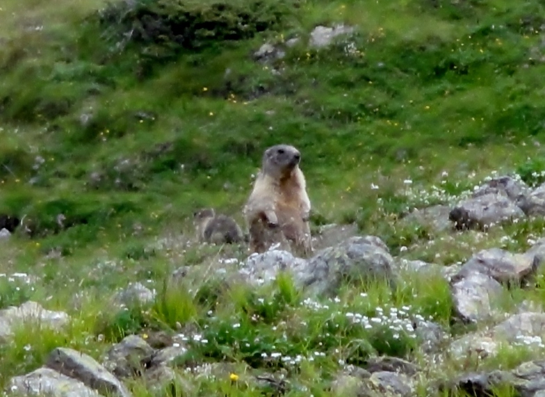 Marmot spotting in Livigno