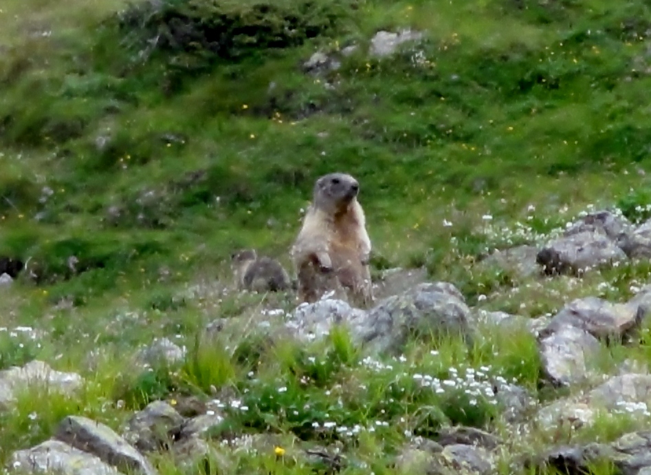 Marmot spotting in Livigno