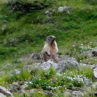 Marmot spotting in Livigno