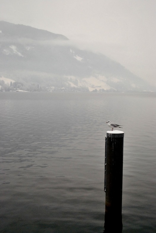 Lost seagull, Zell am See