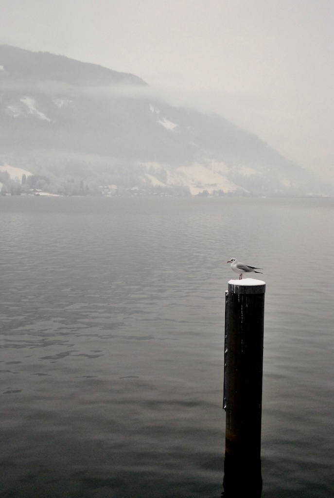Lost seagull, Zell am See