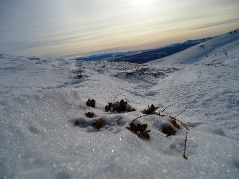 Gola Jahorina