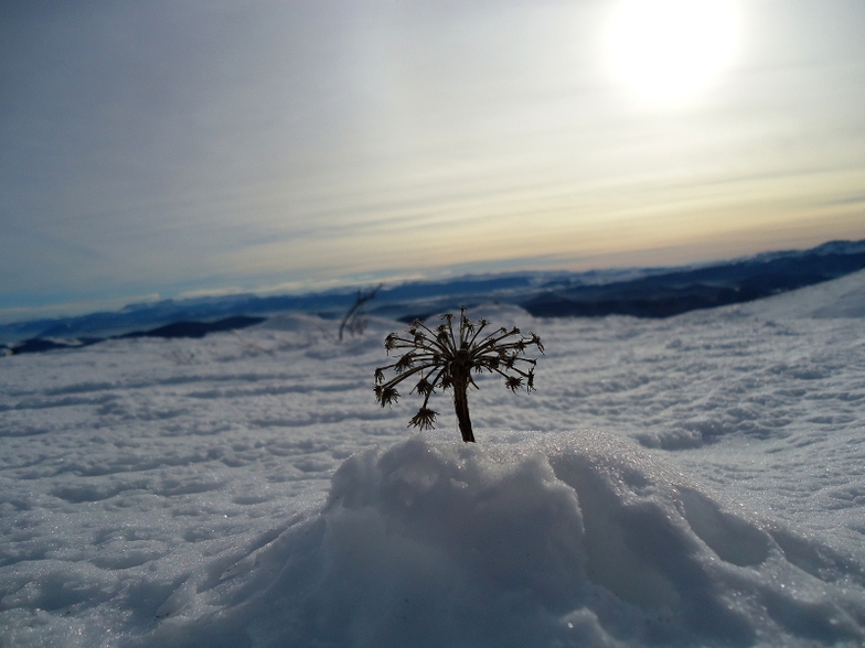 Gola Jahorina