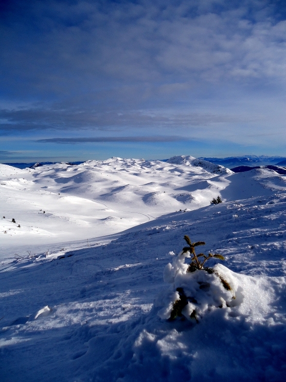 Gola Jahorina