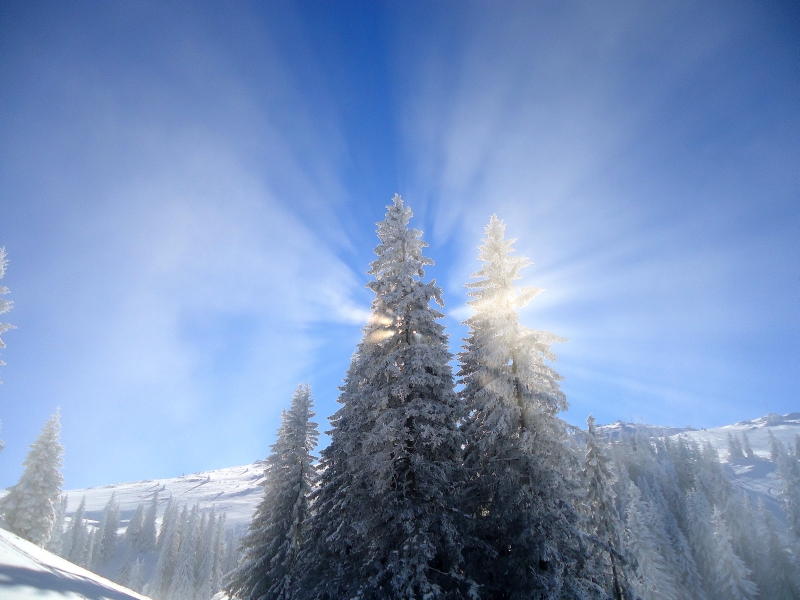 Sunce u krošnji, Jahorina