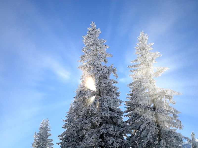 Sunce u krošnji, Jahorina