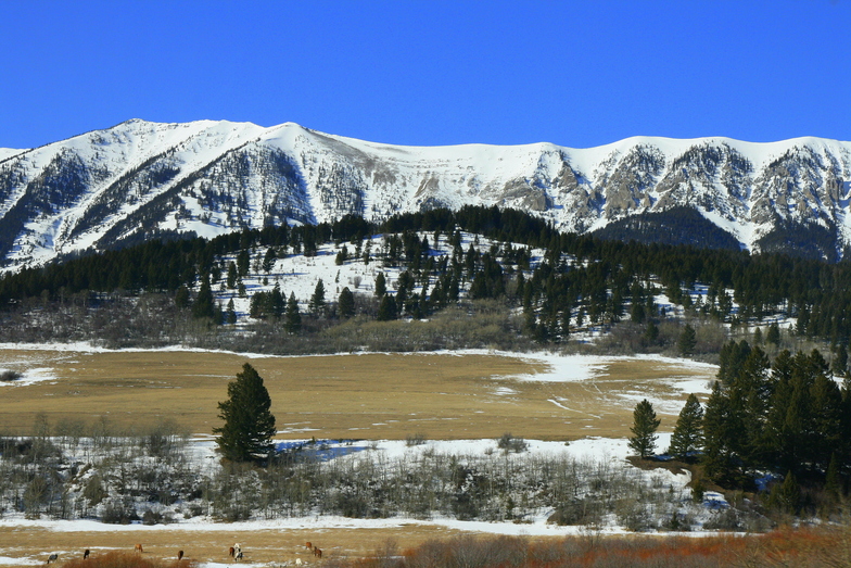 Bridger Bowl snow