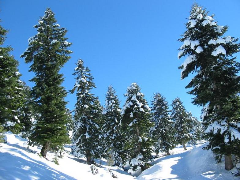 Fir trees in Akkar, northern Lebanon, Mzaar Ski Resort