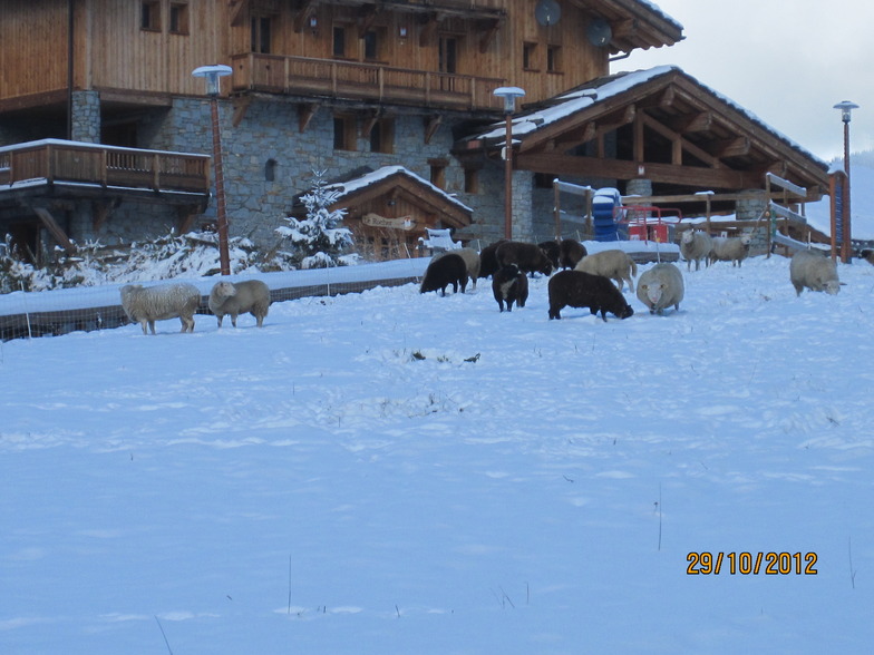 Sheep on nursery slope, Sainte Foy
