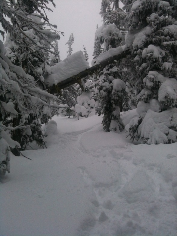 Tree Skiing, Big White
