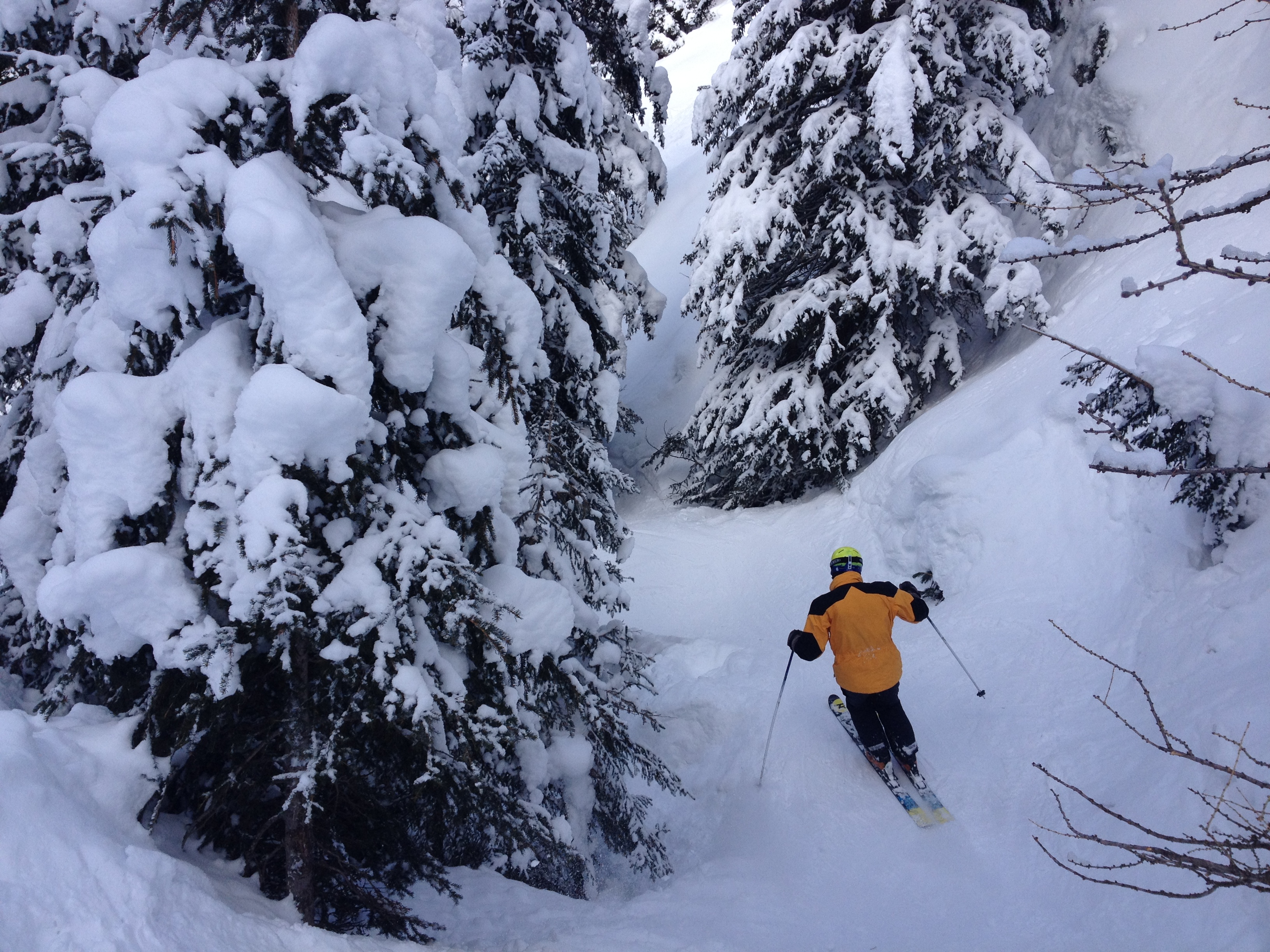 mind that tree !, La Plagne