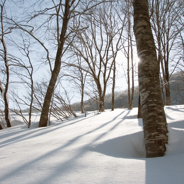 Knee deep and untouched !, Hakuba 47