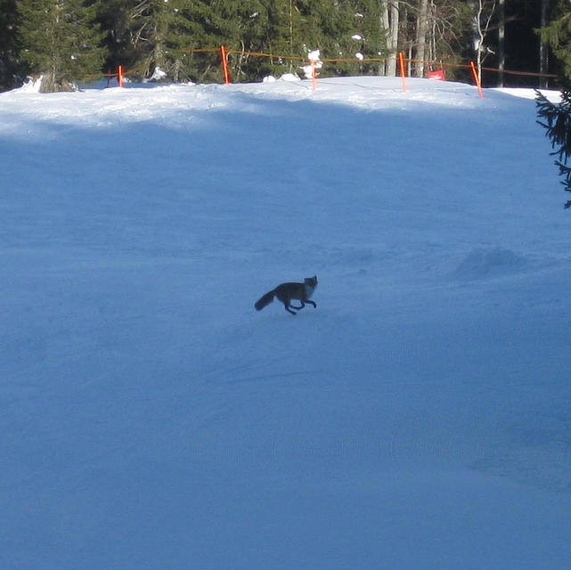 slope fox, Balderschwang