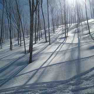 pow & tree, Madarao Kogen