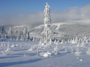 FROZEN! Cervenohorske Sedlo, Jeseniky Mountains, Czech Republic - January 2005, Červenohorské Sedlo photo