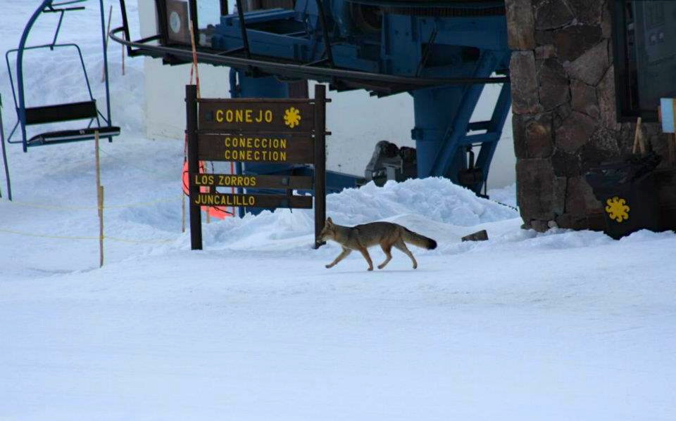 Portillo Fox