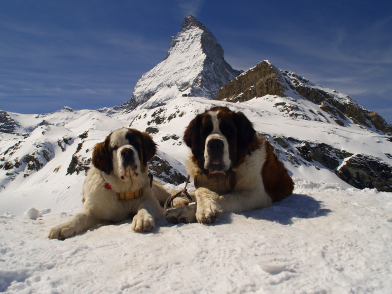 St Bernard Dogs, Breuil-Cervinia Valtournenche