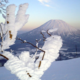 Ice Tree & Youtei, Niseko Grand Hirafu