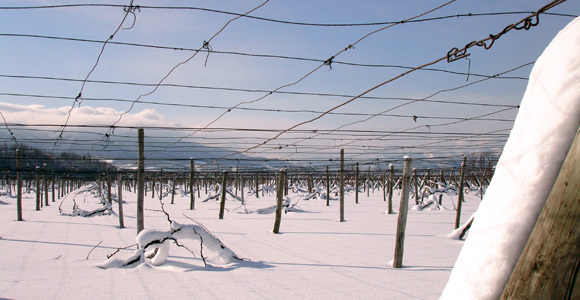 vine yard in snow, Otaru Tenguyama