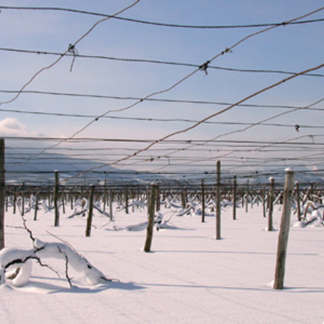 vine yard in snow, Otaru Tenguyama