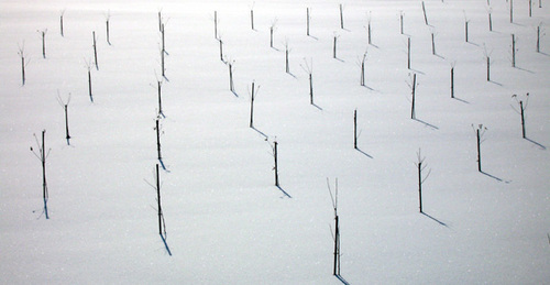 Otaru Tenguyama Ski Resort by: powlow