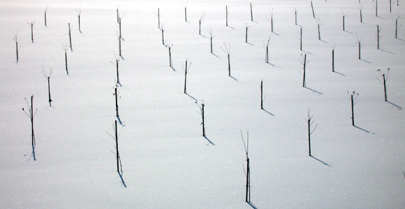 sticks in the snow, Otaru Tenguyama