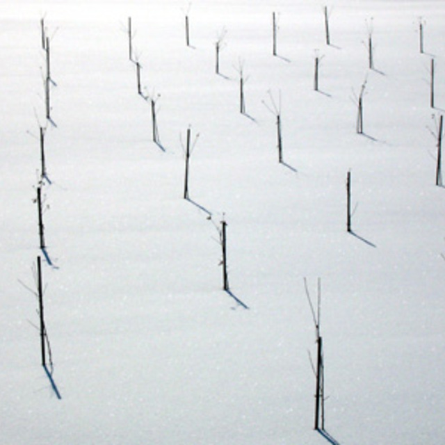 sticks in the snow, Otaru Tenguyama