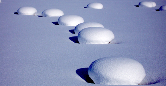 Snow mushrooms, Otaru Tenguyama
