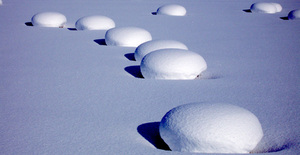 Snow mushrooms, Otaru Tenguyama photo