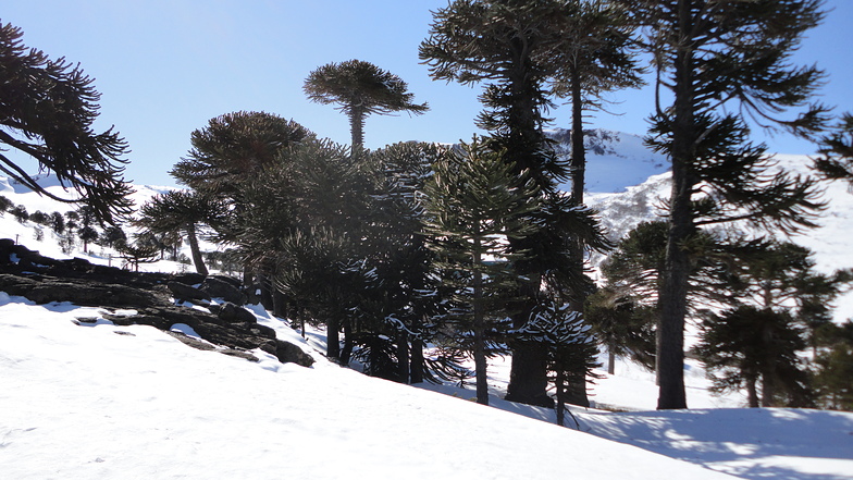 nieve, Caviahue
