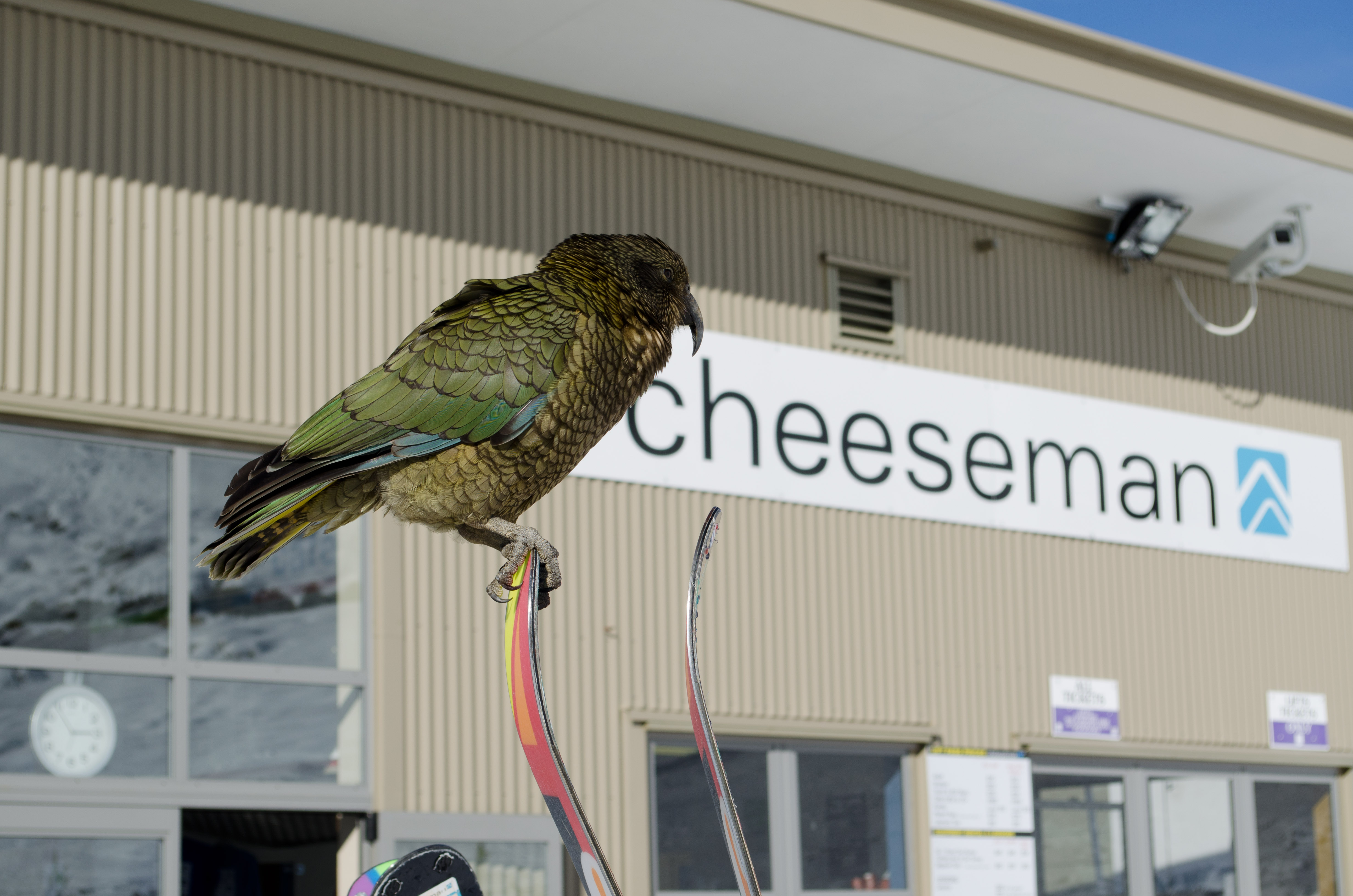 Cheeseman Kea, Mount Cheeseman