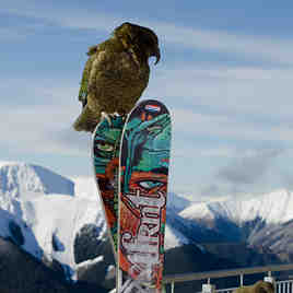 Cheeseman Kea, Mount Cheeseman